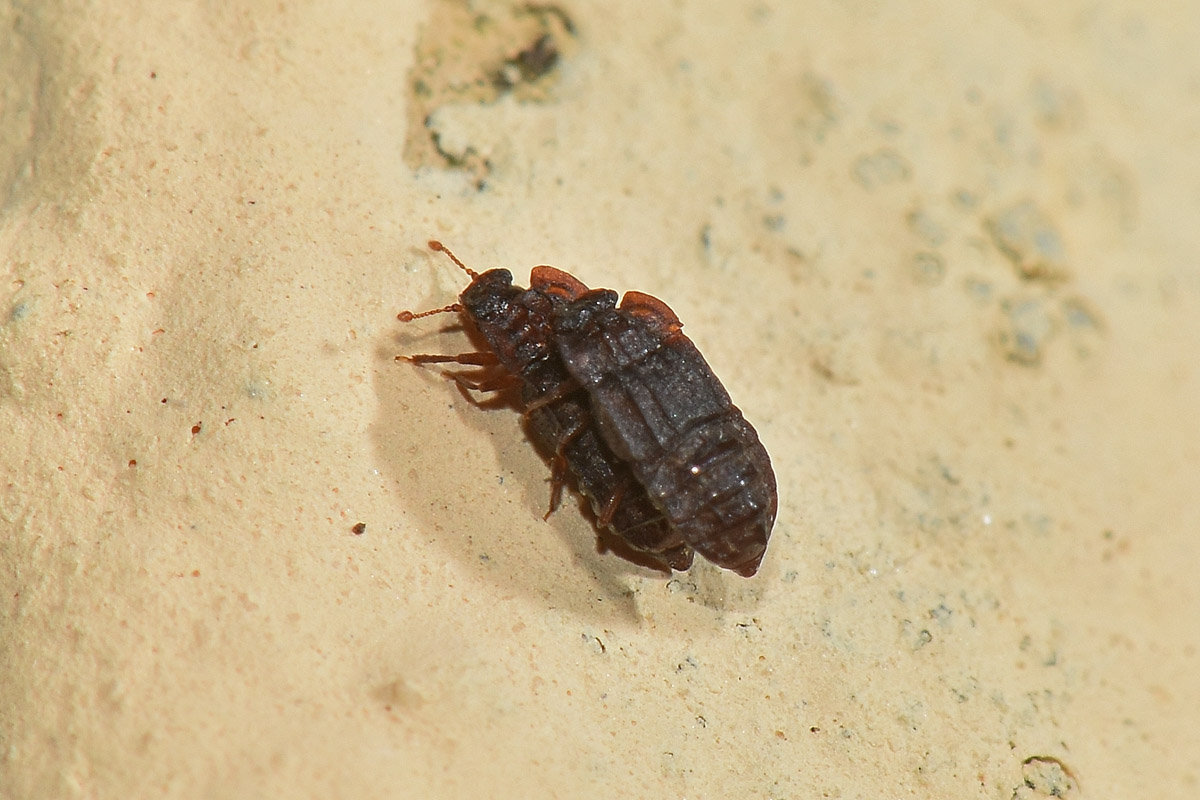 Staphylinidae:  Micropeplus sp?  S, Micropeplus staphylinoides